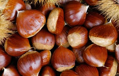 fresh chestnut high quality